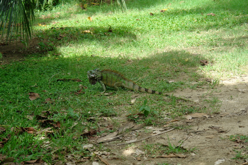 Игуана в ботаническом саду Сент-Крой (St. Croix).